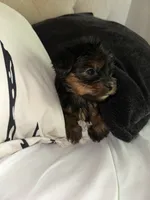Eleven , a male Yorkshire Terrier for sale in Woodstock, GA – 4 of 4