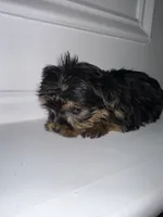 Ace , a male Yorkshire Terrier for sale in Woodstock, GA – 2 of 5