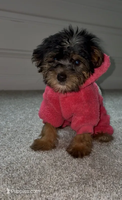 Star – Yorkshire Terrier puppy for sale in Woodstock, GA