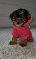 Star, a female Yorkshire Terrier for sale in Woodstock, GA – 1 of 5