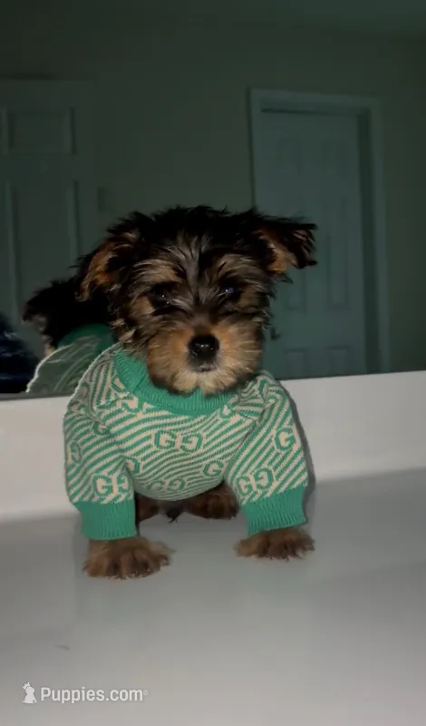 Deuce  – Yorkshire Terrier puppy for sale in Woodstock, GA