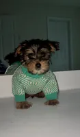 Deuce , a male Yorkshire Terrier for sale in Woodstock, GA – 1 of 4