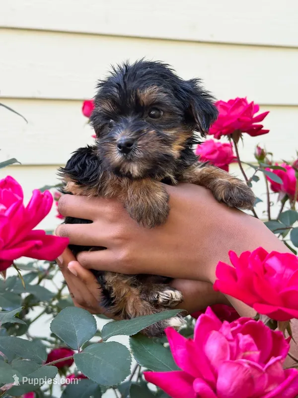 Star, a female Yorkshire Terrier for sale in Woodstock, GA – 1 of 3