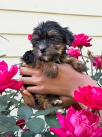 Star, a female Yorkshire Terrier for sale in Woodstock, GA – 1 of 3