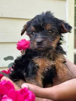 Seven , a female Yorkshire Terrier for sale in Woodstock, GA – 1 of 5