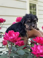 Star, a female Yorkshire Terrier for sale in Woodstock, GA – 2 of 3
