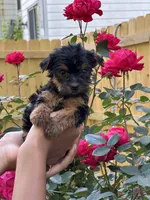 Seven , a female Yorkshire Terrier for sale in Woodstock, GA – 5 of 5