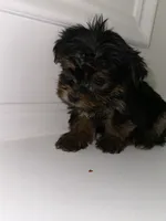 Ace , a male Yorkshire Terrier for sale in Woodstock, GA – 5 of 5