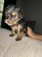Deuce , a male Yorkshire Terrier for sale in Woodstock, GA – 2 of 3