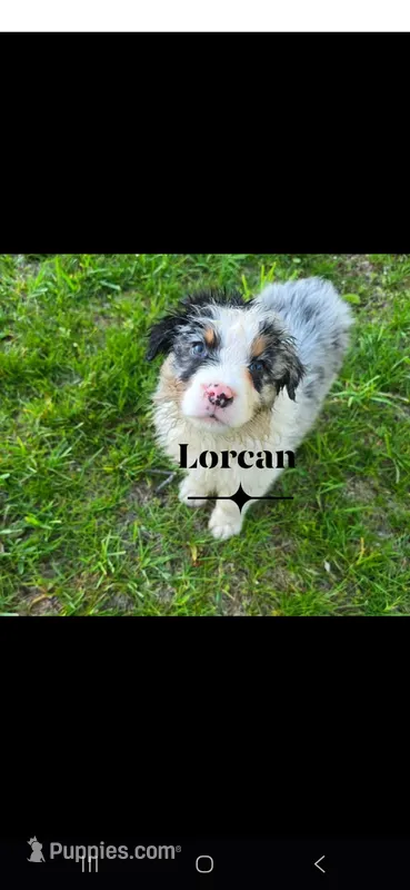 Lorcan – Australian Shepherd puppy for sale in Hesperia, MI