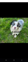 Lorcan, a male Australian Shepherd for sale in Hesperia, MI – 1 of 4