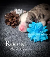 Roone, a male Australian Shepherd for sale in Hesperia, MI – Photo 2 of 2