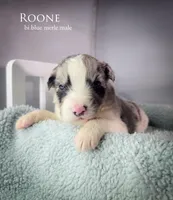 Roone *RESERVED*, a male Australian Shepherd for sale in Hesperia, MI – 4 of 4