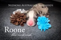 Roone, a male Australian Shepherd for sale in Hesperia, MI – Photo 1 of 2