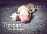 Tiernan , a male Australian Shepherd for sale in Hesperia, MI – Photo 2 of 2