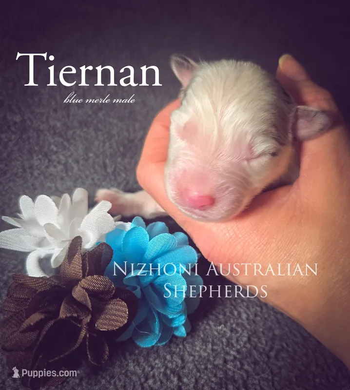 Tiernan  – Australian Shepherd puppy for sale in Hesperia, MI