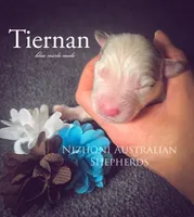 Tiernan , a male Australian Shepherd for sale in Hesperia, MI – Photo 1 of 2