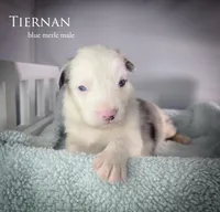 Tiernan , a male Australian Shepherd for sale in Hesperia, MI – 3 of 4
