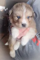 Elvis *LAST ONE, a male Australian Shepherd and Siberian Husky for sale in Hesperia, MI – Photo 5 of 7