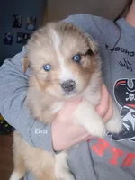 Elvis *LAST ONE, a male Australian Shepherd and Siberian Husky for sale in Hesperia, MI – Photo 1 of 7