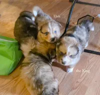 Elvis *LAST ONE, a male Australian Shepherd and Siberian Husky for sale in Hesperia, MI – Photo 7 of 7