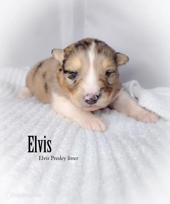 Elvis