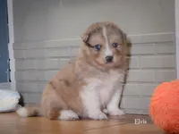 Elvis *LAST ONE, a male Australian Shepherd and Siberian Husky for sale in Hesperia, MI – Photo 4 of 7