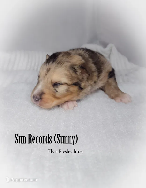 Sun Rec. (Sunny) *HOLD