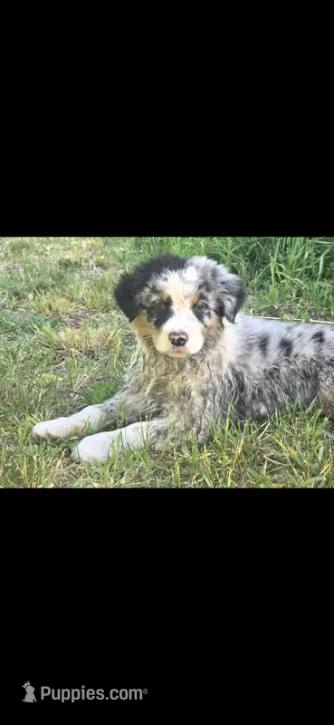 Lorcan – Australian Shepherd puppy for sale in Hesperia, MI