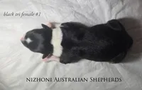 Black tri #1 AKC , a female Australian Shepherd for sale in Hesperia, MI – 5 of 5