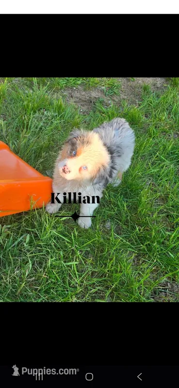 Killian – Australian Shepherd puppy for sale in Hesperia, MI