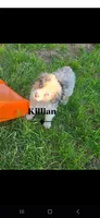 Killian, a male Australian Shepherd for sale in Hesperia, MI – 1 of 6