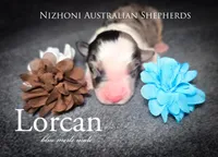 Lorcan, a male Australian Shepherd for sale in Hesperia, MI – Photo 2 of 2