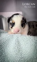 Lorcan, a male Australian Shepherd for sale in Hesperia, MI – 3 of 4