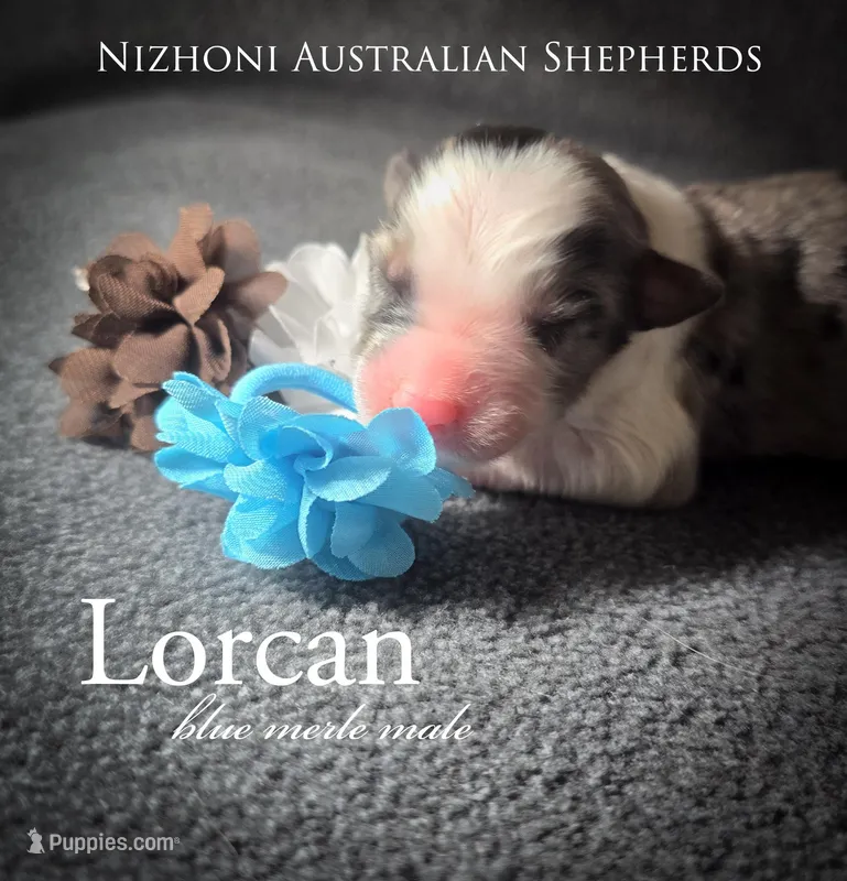 Lorcan – Australian Shepherd puppy for sale in Hesperia, MI