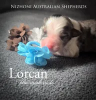 Lorcan, a male Australian Shepherd for sale in Hesperia, MI – Photo 1 of 2