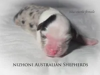 Blue merle AKC , a female Australian Shepherd for sale in Hesperia, MI – 5 of 5