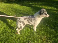 Clover 🍀 AKC, a male Australian Shepherd for sale in Hesperia, MI – 3 of 3