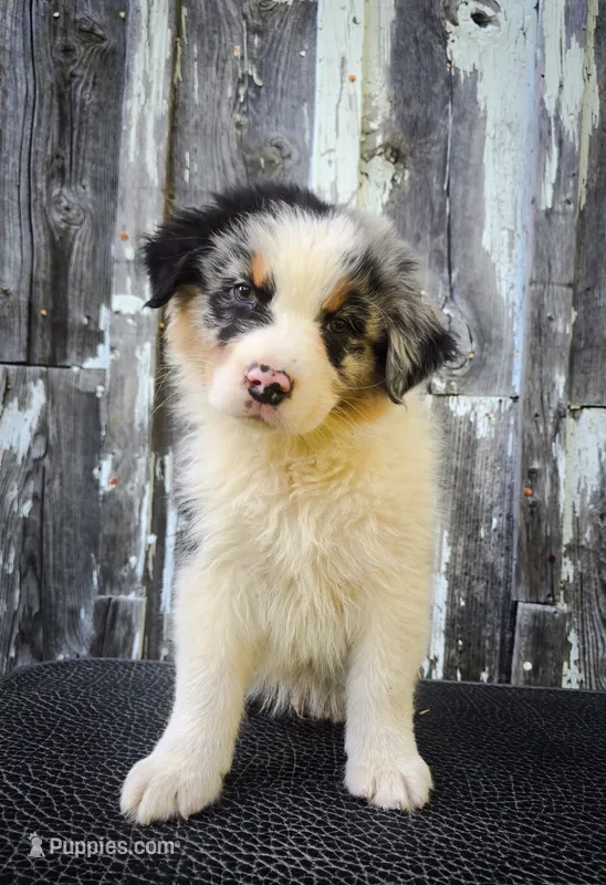 Lorcan – Australian Shepherd puppy for sale in Hesperia, MI
