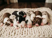 Red tri AKC , a female Australian Shepherd for sale in Hesperia, MI – 2 of 5