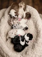 Black tri #1 AKC , a female Australian Shepherd for sale in Hesperia, MI – 3 of 5