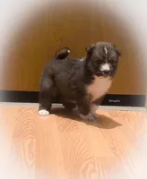 Memphis *RESERVED , a male Australian Shepherd and Siberian Husky for sale in Hesperia, MI – Photo 5 of 6