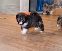 Memphis *RESERVED , a male Australian Shepherd and Siberian Husky for sale in Hesperia, MI – Photo 6 of 6