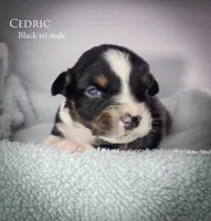 Cedric, a male Australian Shepherd for sale in Hesperia, MI – 3 of 3