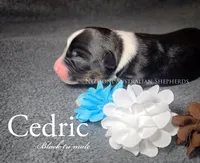 Cedric, a male Australian Shepherd for sale in Hesperia, MI – Photo 2 of 2