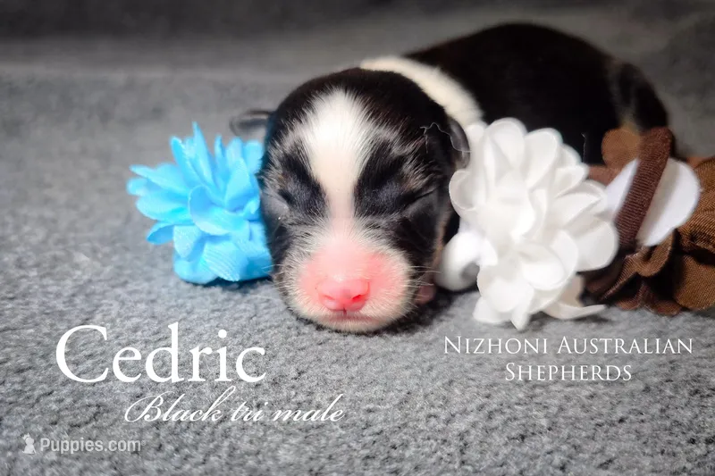 Cedric – Australian Shepherd puppy for sale in Hesperia, MI