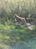 Evie 💛 AKC, a female Australian Shepherd for sale in Hesperia, MI – 4 of 4