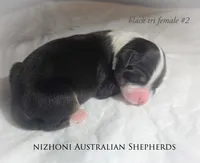 Black tri #2 AKC, a female Australian Shepherd for sale in Hesperia, MI – 5 of 5