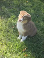 Evie 💛 AKC, a female Australian Shepherd for sale in Hesperia, MI – 3 of 4