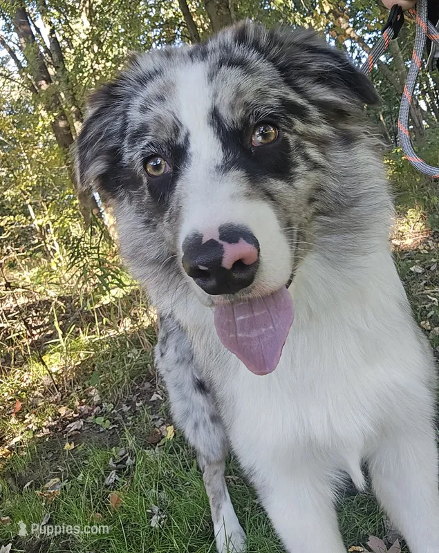 Clover 🍀 AKC – Australian Shepherd puppy for sale in Hesperia, MI